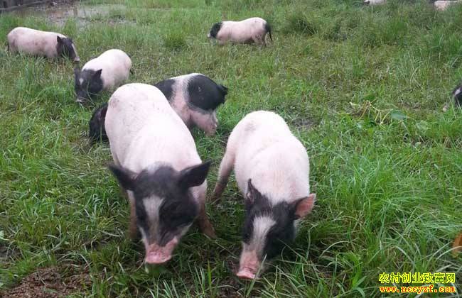 2020����ֳҵʲô��׬Ǯ���Ƽ�4����ֳ��Ŀ������ֳ