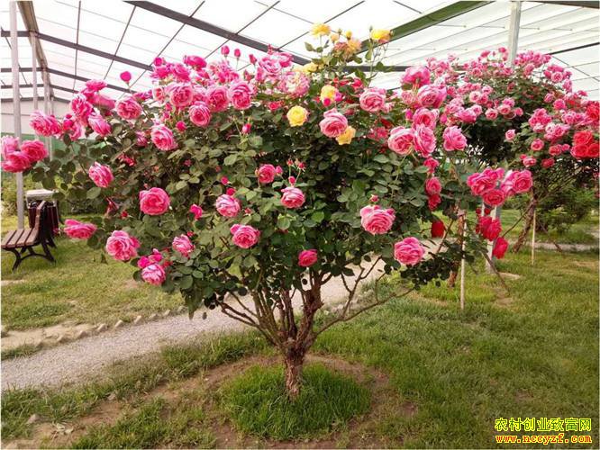 ɽ�������غ�ʿǿ��ֲ�¼���Ч���