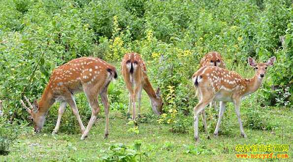 ����Ҧ�Ͻ�����̬����÷��¹Ч���