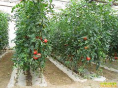 Խ��������ֲ������һ����׬18��Ԫ