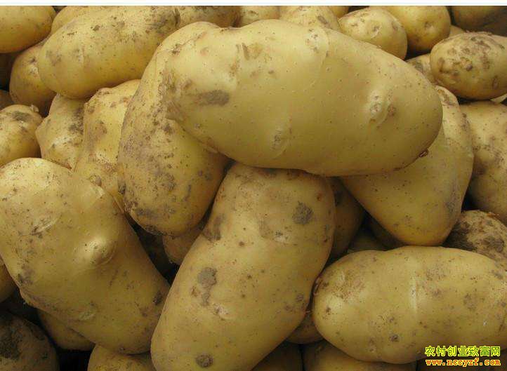 2020��1��7�չ�����Ҫ�����г����������۸�