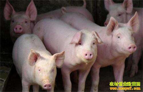 2020��������׬Ǯ��ũҵũ�岿ר�����Ĵ���