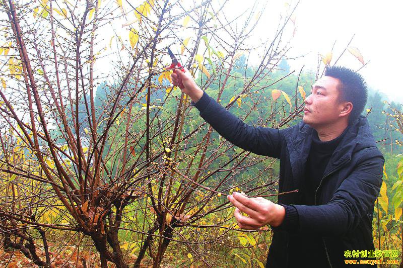 �Ĵ�����������ѻ�ɽ��ֲ��÷ÿĶ��������