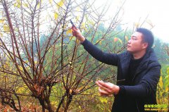 �Ĵ�����������ѻ�ɽ��ֲ��÷ÿĶ��������