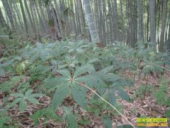 �㽭���������ë���������־�������ҩ��Ч���