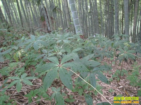 �㽭���������ë���������־�������ҩ��Ч���