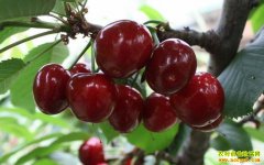 ���ĺ������ľ귵�紴ҵ �����μ������ӣ��