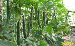 �ӱ�������ا����ֲ����ƹ�Ķ��ֵ30���� ���淭4��