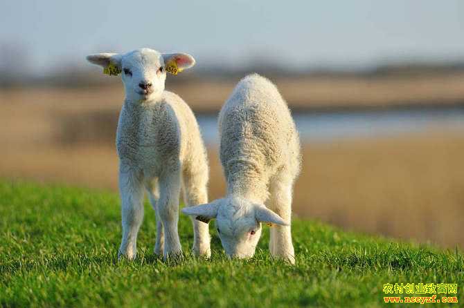 2020��������׬Ǯ��