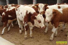 ����ţ�����Ǯһ�2020����ţ׬Ǯ��