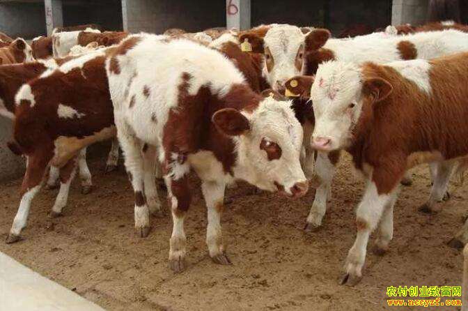 ����ţ�����Ǯһ�2020����ţ׬Ǯ��