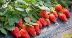 ����֮�£�ɽ����ϼ�ڵ½��ֵĲ�ݮ�ܳ���