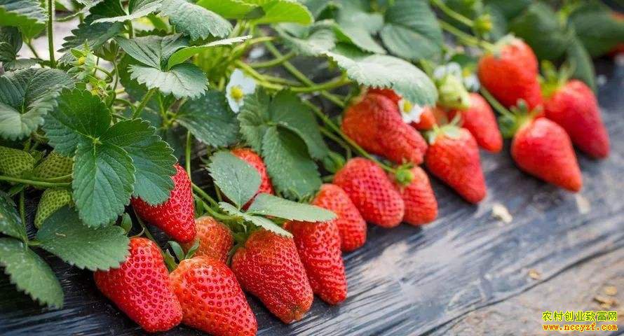 ����֮�£�ɽ����ϼ�ڵ½��ֵĲ�ݮ�ܳ���