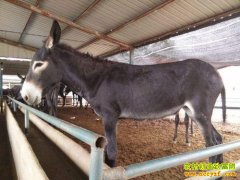 ¿Ƥ�۸�һ�����𣬽�����¿����׬Ǯ��