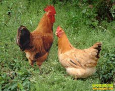 ����ᶼ�����ֳ�������۸���һֻ������300Ԫ