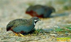 «��������Ǯһֻ����ֳǰ��������������ֳ������