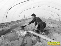 ɽ����ˮ������²˺����ϵ�����ֲ����Ч���