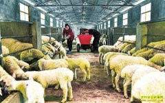 �Ĵ��㰲��������ֳ�����¸���