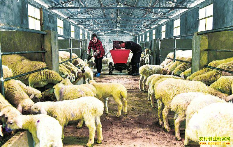 �Ĵ��㰲��������ֳ�����¸���