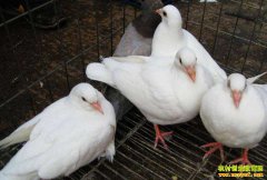 ���������ء����Ӵ�������ά��������¸���