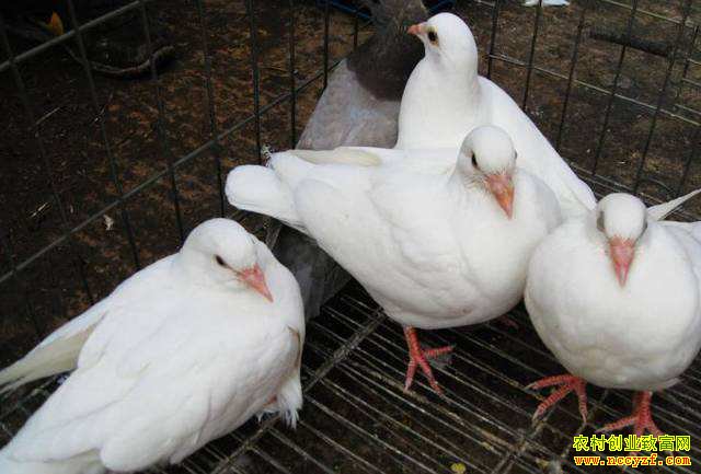 ���������ء����Ӵ�������ά��������¸���