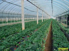 �㽭��Ҧ�½��������ֲ�ݮЧ�滹����