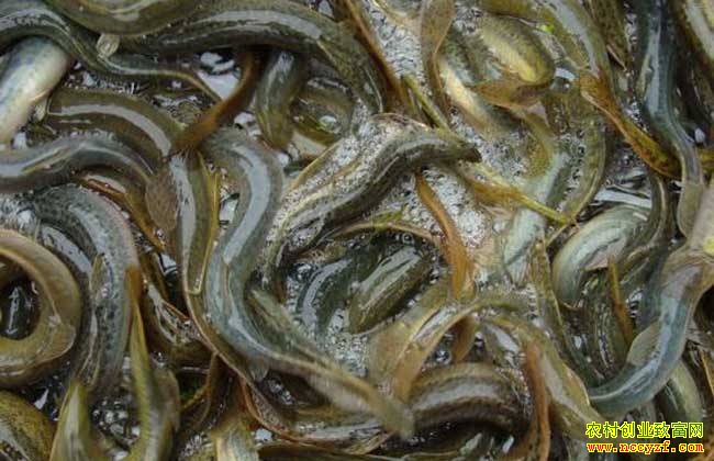 �Ĵ�üɽ���Ӣ�������괿����70��Ԫ