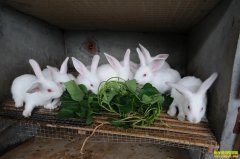 ����������������紴ҵ��������ֳ̡������40��