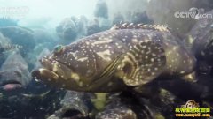 �¸������㶫��ƽ��֣������ʯ����׬Ǯ������