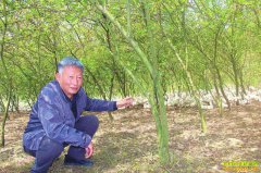 �Ĵ�������Ԫ��ɣ԰���� �������Ч���