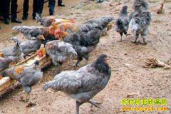 �Ĵ���Ԫ�Ҽ�Ե��ר�򡰸߶��ơ�