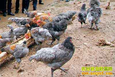 �Ĵ���Ԫ�Ҽ�Ե��ר�򡰸߶��ơ�