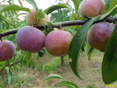 �Ĵ��ڽ�������ΰ���޷��紴ҵ������