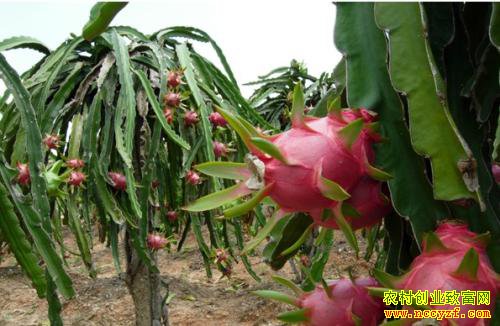 �Ĵ��㰲����ֲ������ ���ӹ��ú����