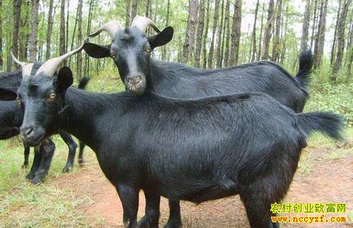 �Ĵ�����80��С��º�����ֳ��ɽ��һ���׬20��Ԫ