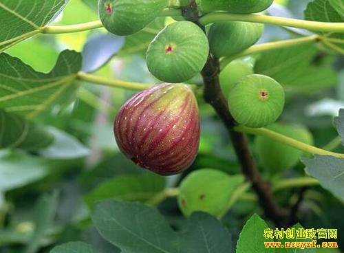 ��ֲ�޻���׬Ǯ���޻�����ֲǰ������