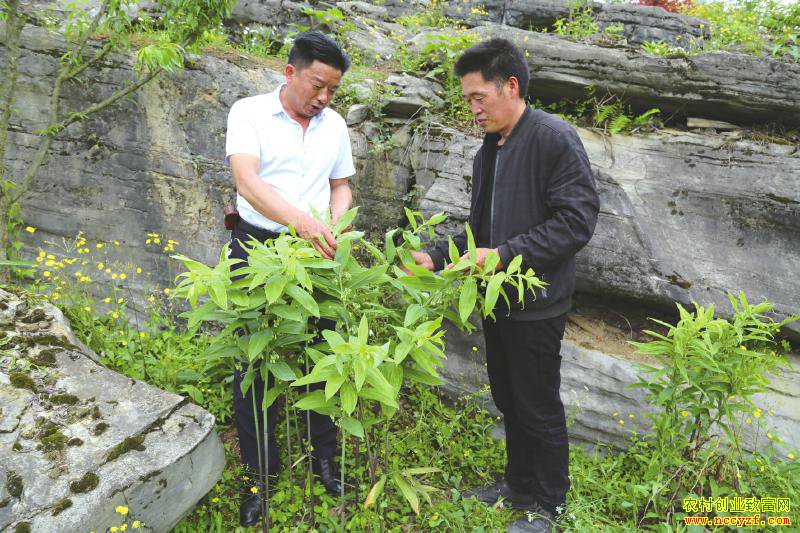 ����Ԫ���󣩺ʹ������ƾ���ֲ����