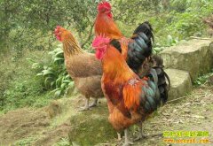 ��ֳʲôƷ�ֵ��������ÿ��׬Ǯ��