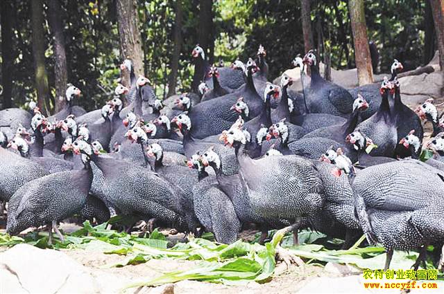 ������ˮ������紴ҵ��ֳ���鼦���úò�����