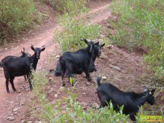 ũ����ʲô��׬Ǯ�����������ֳЧ���