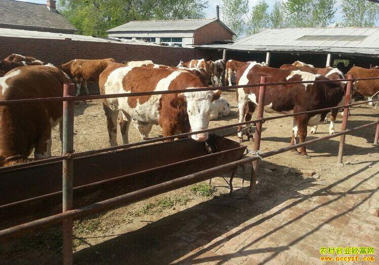 �Ĵ�������Ԫ������������ţ׬Ǯ��