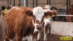 ���¸����� 20201230 Ů����������ţ�� ��ĸţ������