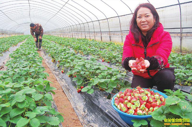 ���е����з� һĶ��ݮ��׬ 5 ��Ԫ