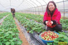 �Ĵ��������Ӣ�����ֲ�ݮһĶ��׬5��Ԫ