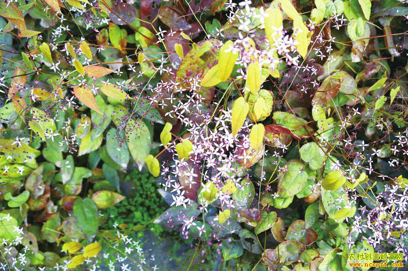 ��ֲ����޽׬Ǯ����ë����޽�����ÿ��ֺá�׬��