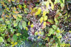 ��ֲ����޽׬Ǯ����ë����޽�����ÿ��ֺá�׬��