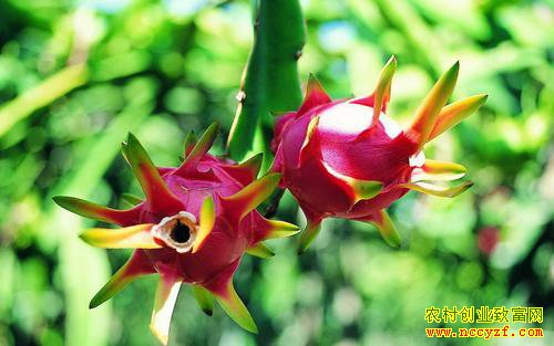 �Ĵ�����������������ֲ������ �����ժ׬�ö�