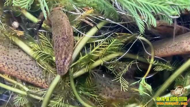 �¸���������ӥ̶�Ŵ������������� �����׬Ǯ