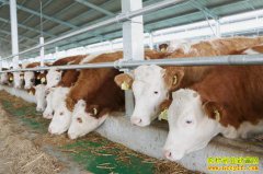 ��������ţ��ô����2021������ţԤ������ֻ�������