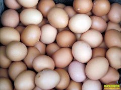 2021�꼦���۸�Ԥ�⣺3�¼����۸���ȵ�����